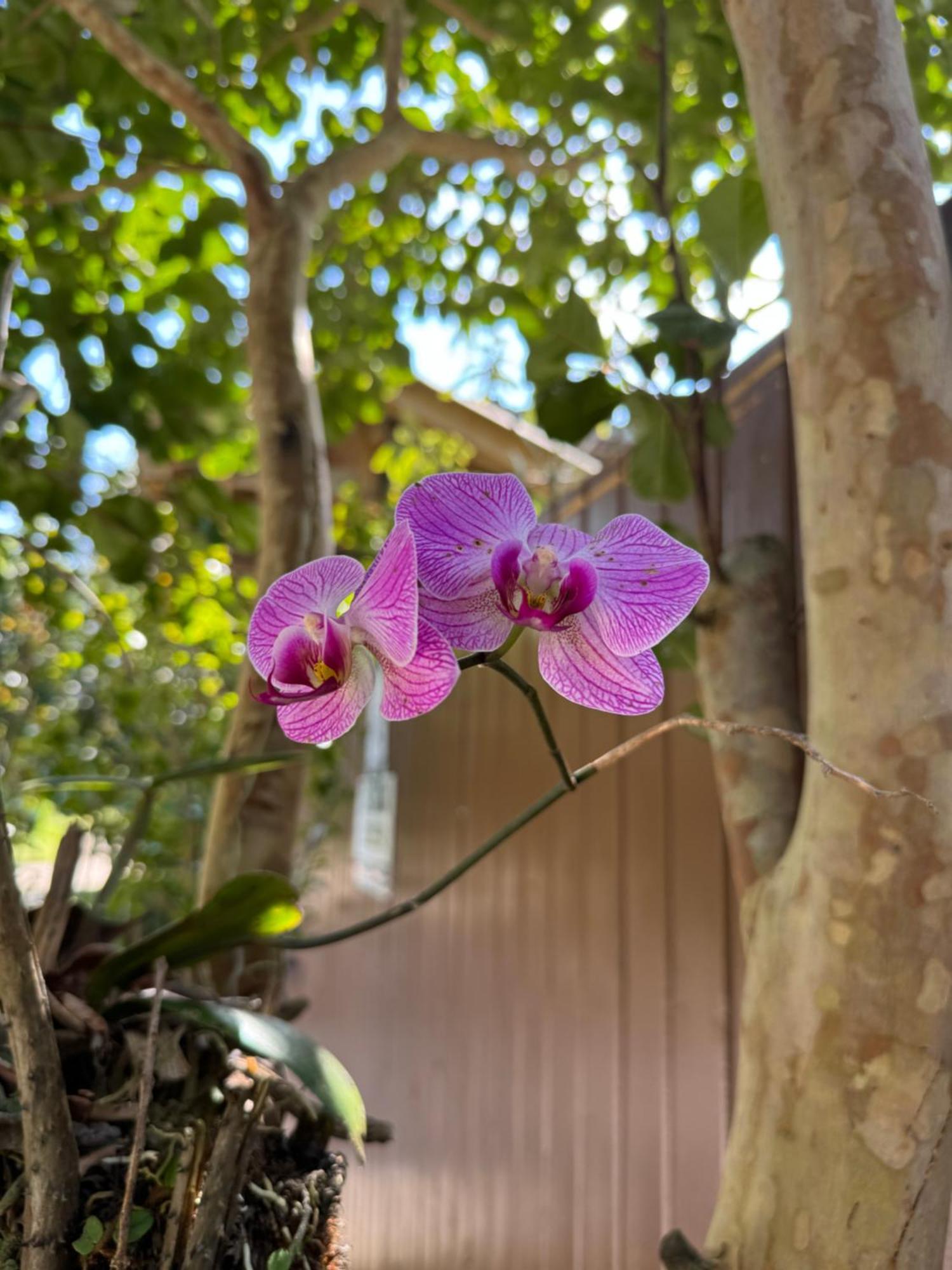 Morada Das Orquideas Guarda do Embaú Eksteriør bilde